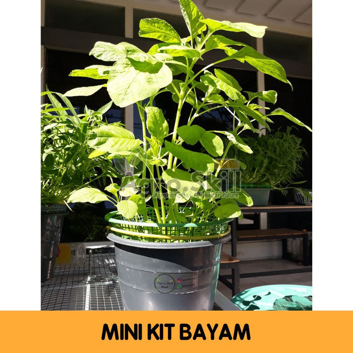 Mini Kit Bayam Hijau / Merah Hidroponik