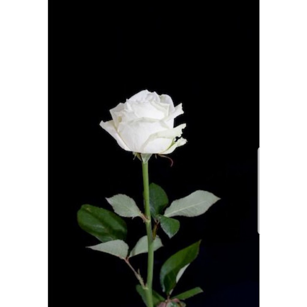 tanaman bunga mawar hidup rose kondisi kuncup / berbunga bunga besar wangi