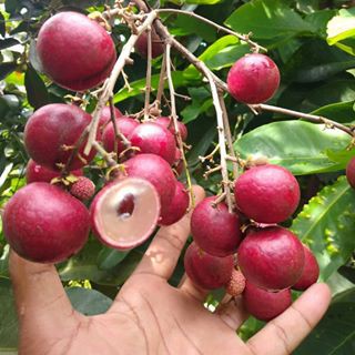 Bibit Buah Kelengkeng Merah Ruby Longan 2
