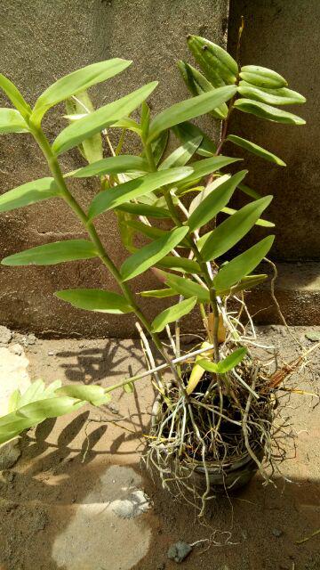 Sedling Anggrek Cattleya