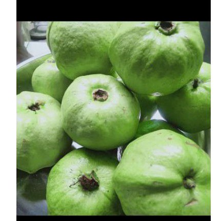

jambu kristal