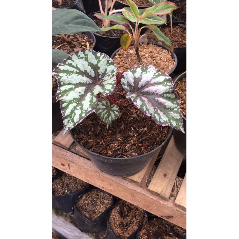 begonia rex silver