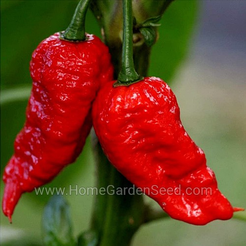 Benih Cabai Ghost Bhut Jolokia - Hot Pepper - Home Garden Seed