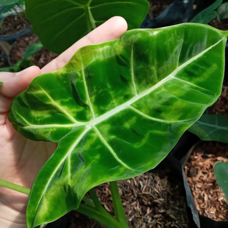 KELADI NEON MUTASI VARIGATA / KELADI NEON VARIGATA / KELADI NEON MURAH / KELADI NEON MUTASI / KELADI