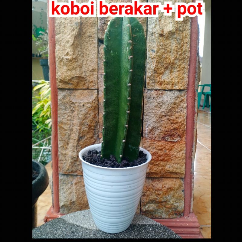 koboi 20-30 cm / kaktus koboi berakar/ kaktus belimbing