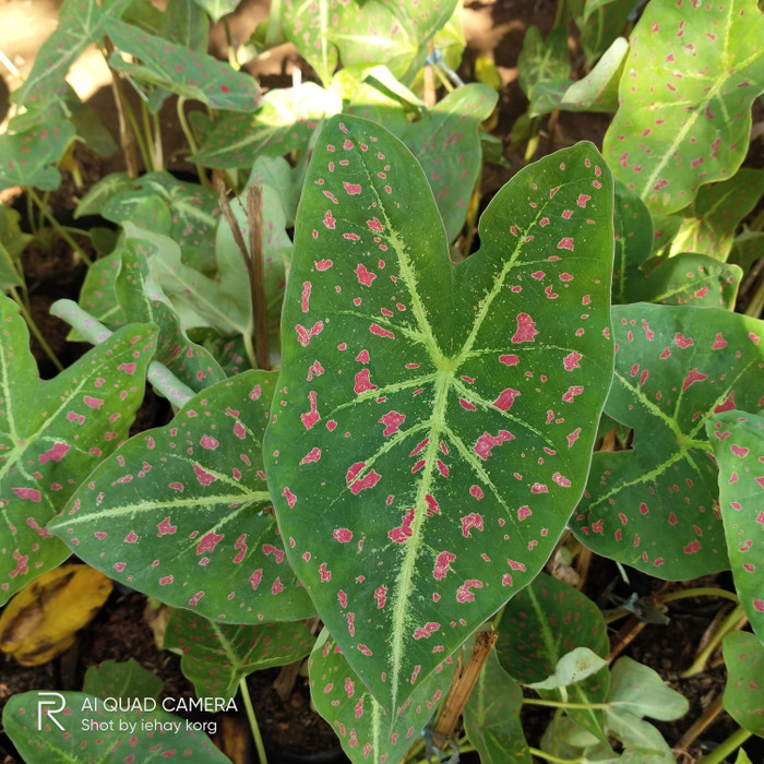 Jual tanaman hias keladi white spider bercak merah - pohon caladium ...