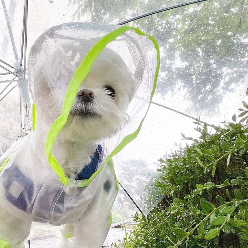 Korea pet rain coat