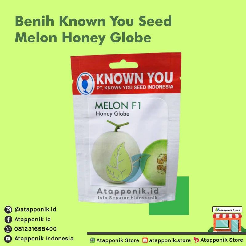benih bibit melon hijau honey globe f1