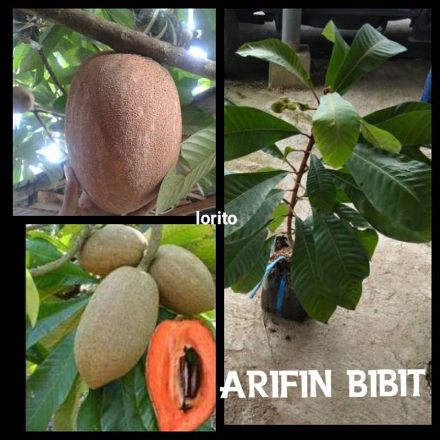 Mamey sapote lorito