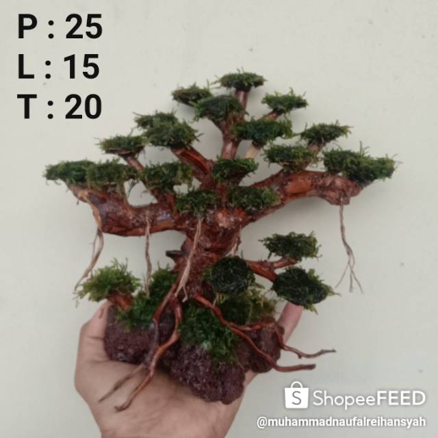 Bonsai Moss Aquascape