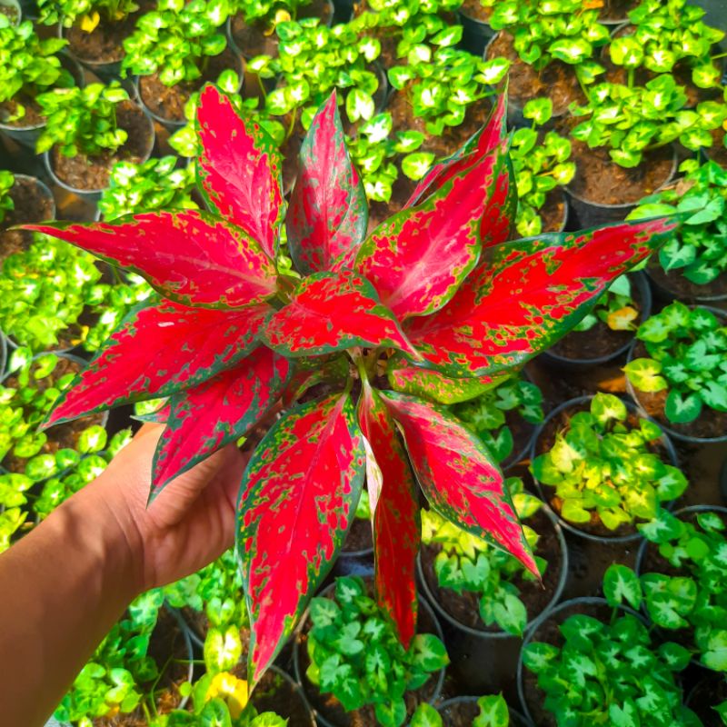 Aglonema Ruby Garuda Tanaman Hias Bunga Aglaonema Murah Merah BUKAN bonggol bibit