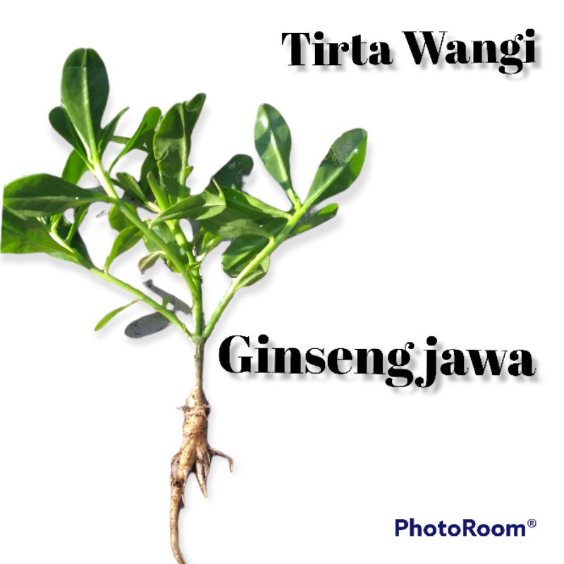 ginseng jawa bibit ginseng jawa som jawa