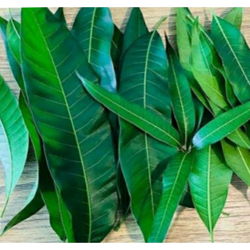

500gr Daun Mangga Segar Langsung Petik