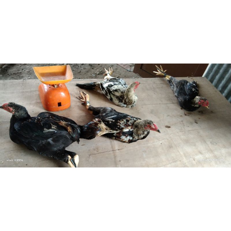 

Ayam Kampung Fresh Siap Konsumsi
