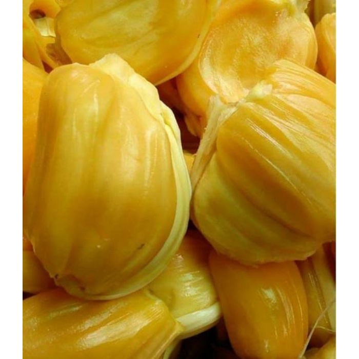 bibit cempedak madu super