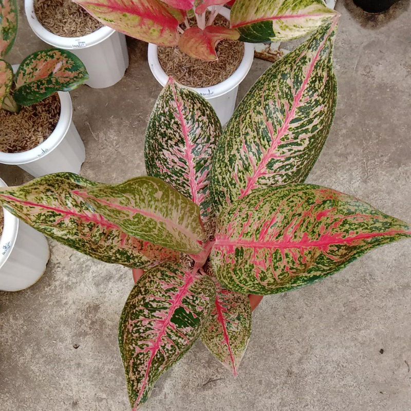 AGLONEMA SUPER RED TIARA JUMBO INDUKAN