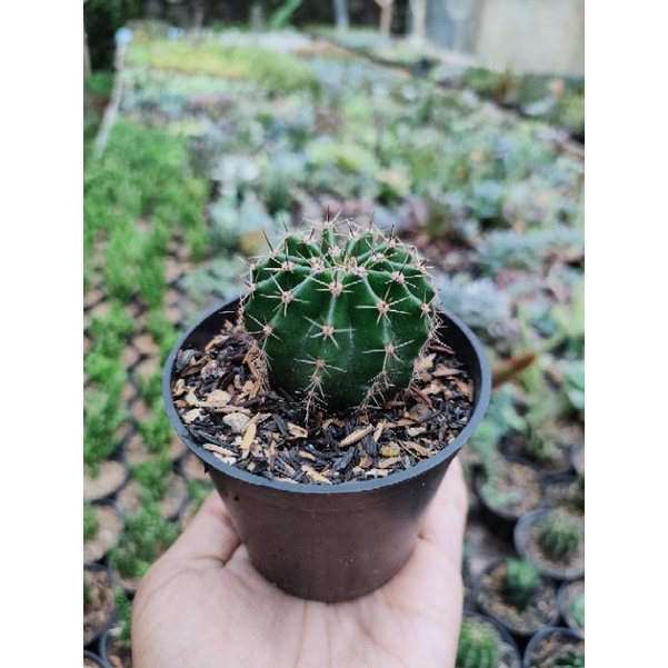 Kaktus ownroot ecinopsis mini + pot hitam