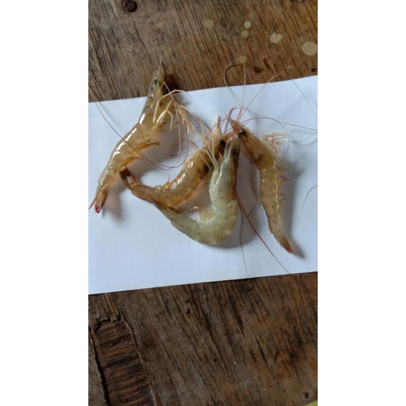 

udang api api(1kg)