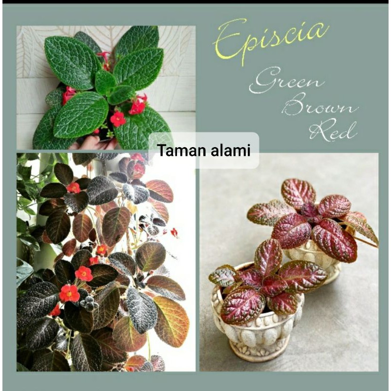 paket hemat tanaman epicia hijau - merah - coklat - tanaman gantung episcia