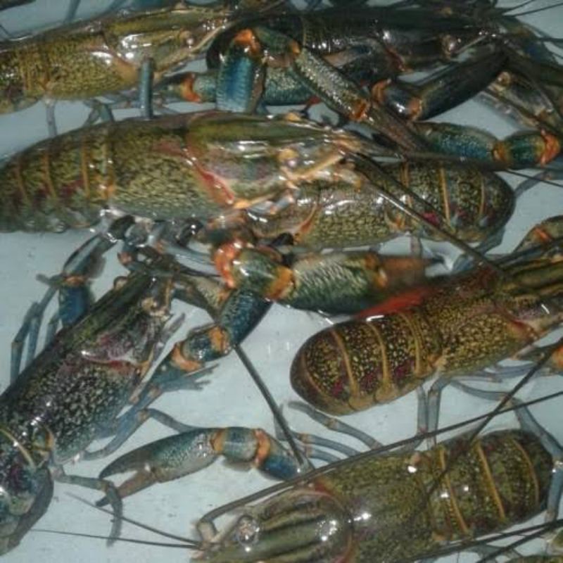 

lobster air tawar