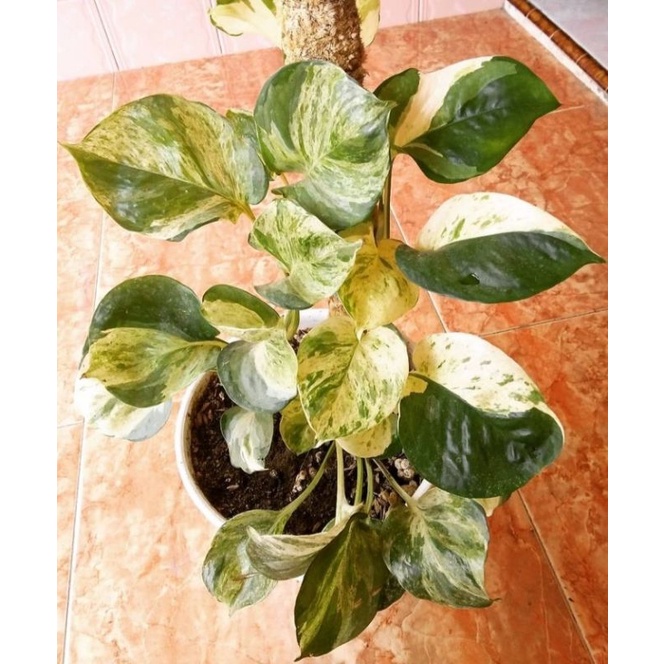 sirih manjula /sirih mangkok realic 100% asli 3daunan daun besar/4 daun kecil