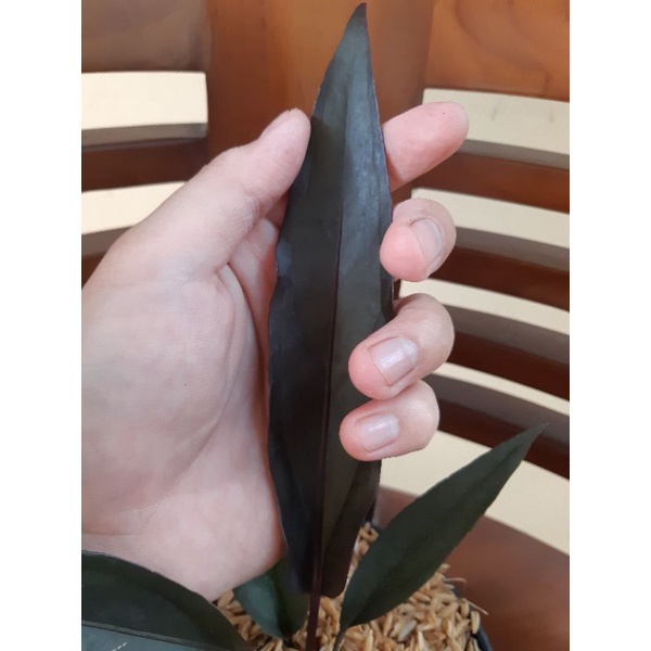 anthurium keris black ( warna bagus ) batang black