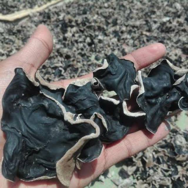 

JAMUR KUPING KERING BISA PILIH GRADE A,B,C