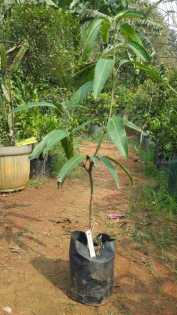 BIBIT MANGGA CHOKANAN