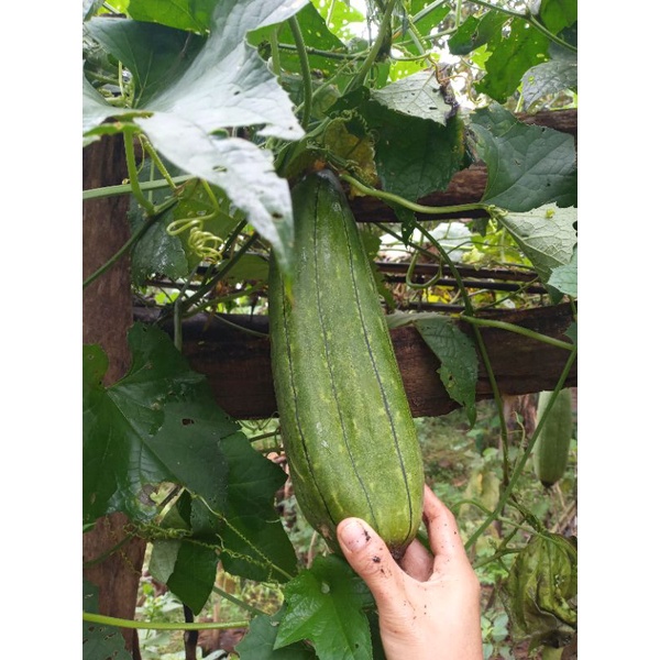 Benih loofah / lufah / lufa /luffa / blustru / bistru