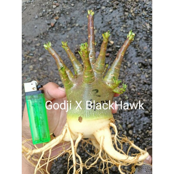 Adenium Thailand Godji x Black Hawk