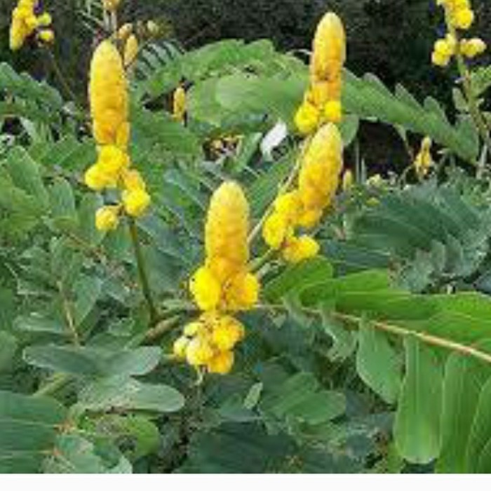 

daun ketepeng segar
