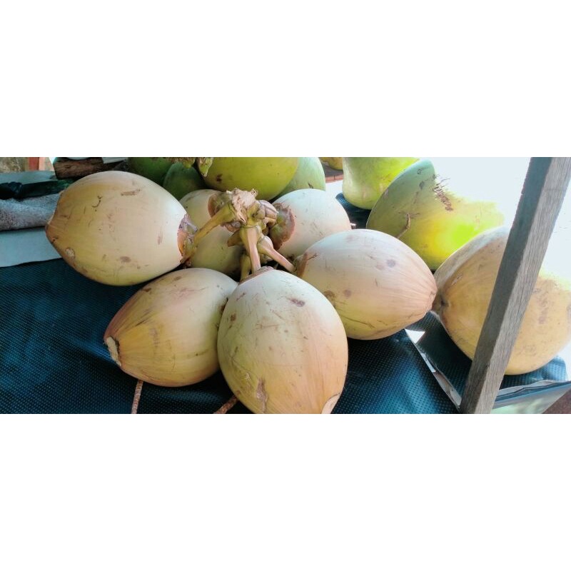 

KELAPA HIJAU SEGAR ASLI