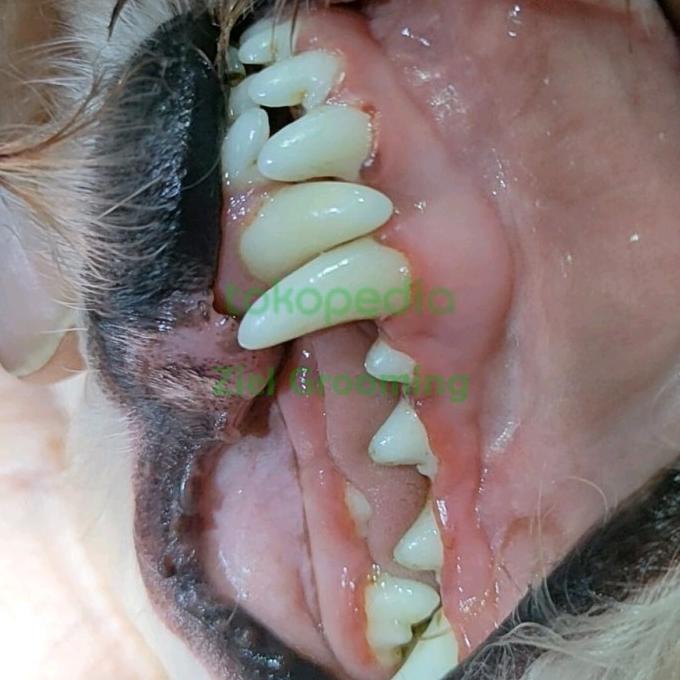 SALE TERBATAS Scaling / Bersihkan karang gigi anjing panggilan tanpa bius TERBARU