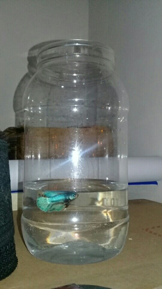 Toples Jar Plastik 2 Liter