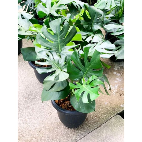 bibit tanaman hias monstera deliciosa - bibit monstera deliciosa
