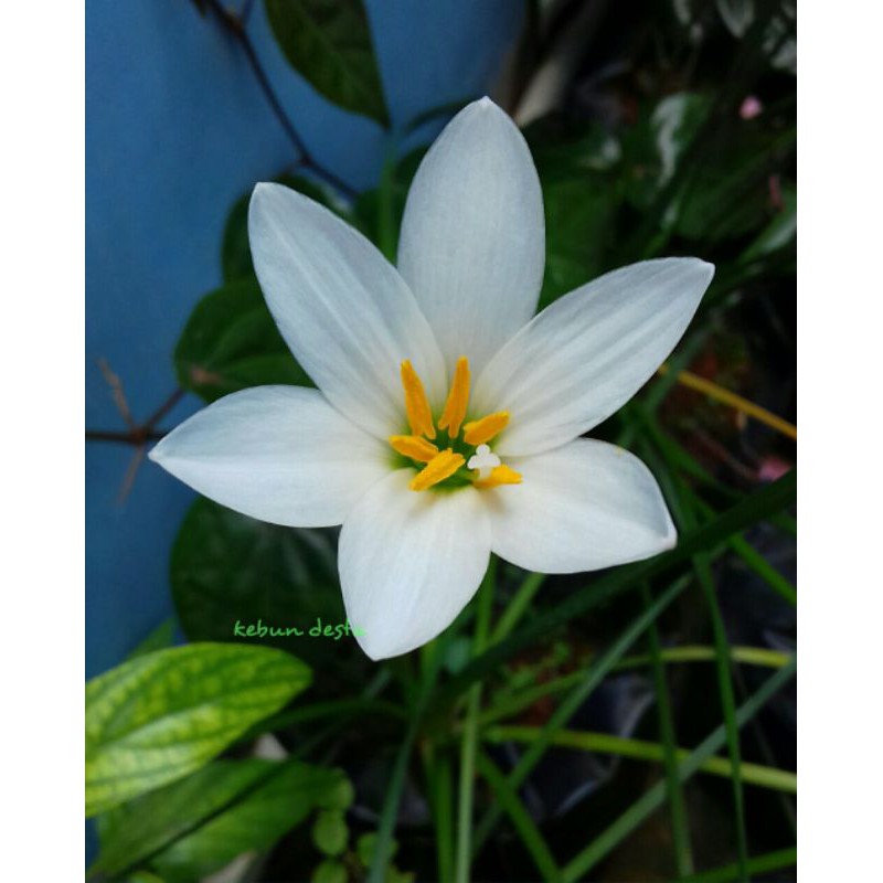 Bunga Rain lily putih