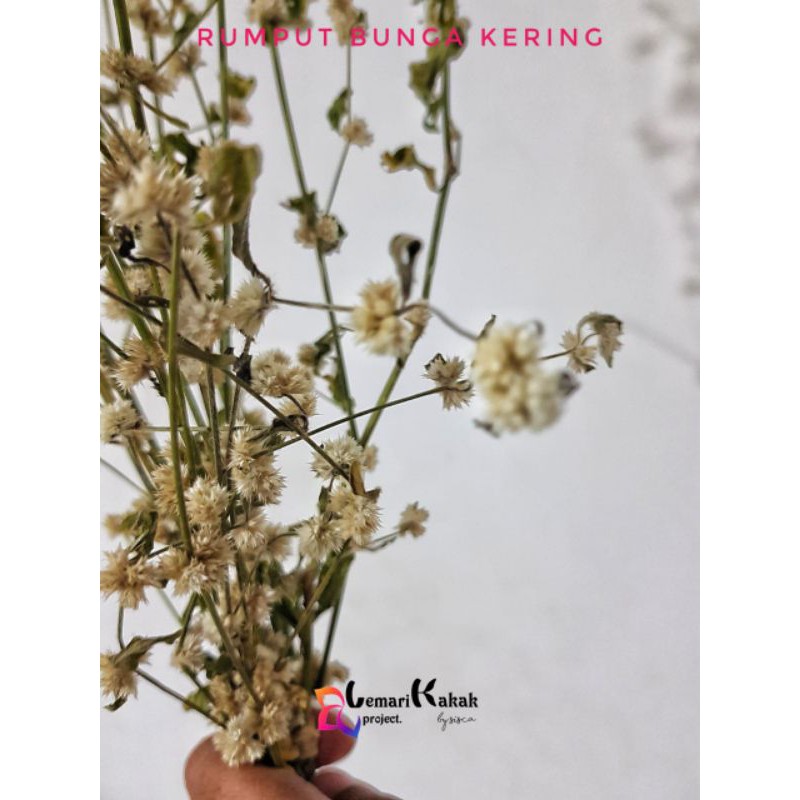 Bunga Kering/Rumput Bunga Kering