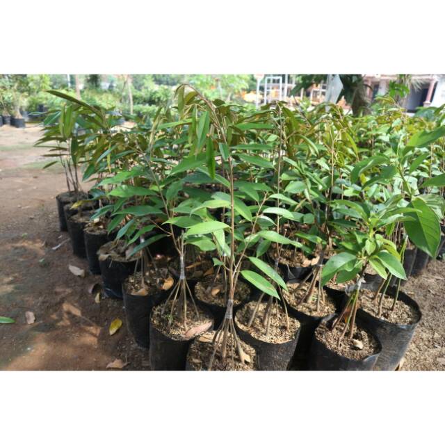 Bibit tanaman buah durian musang king kaki 5