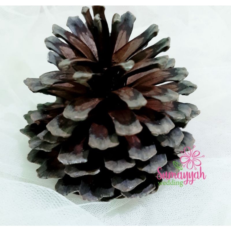 BIJI PINUS JUMBO / BIJI PINUS BESAR