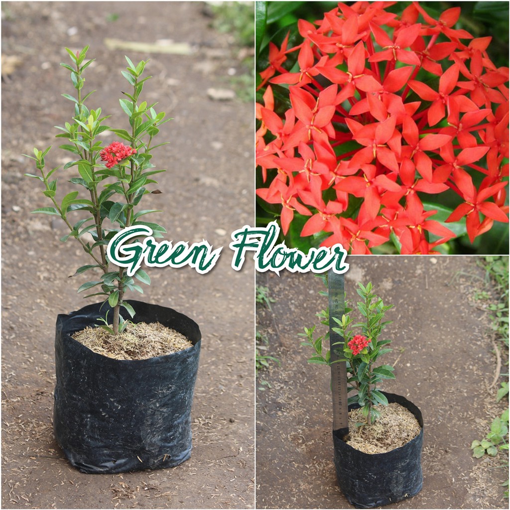 Bunga Asoka Merah - Tanaman Hias Bunga Asoka Merah