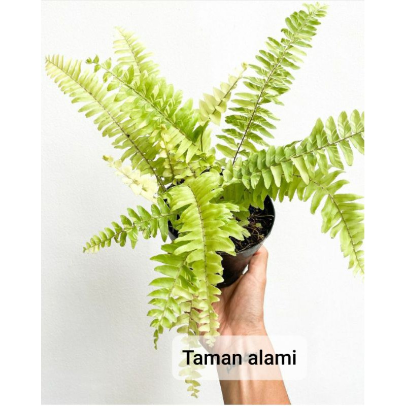 pakis boston variegata - tanaman pakis varigata - pakis boston fren varigata rimbun