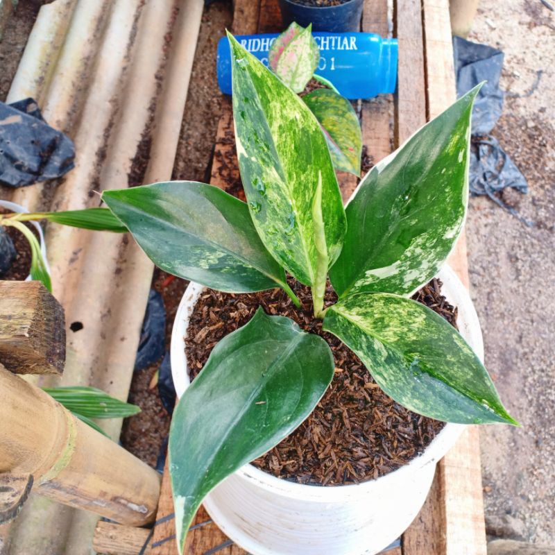 AGLONEMA SIAM JADE REMAJA