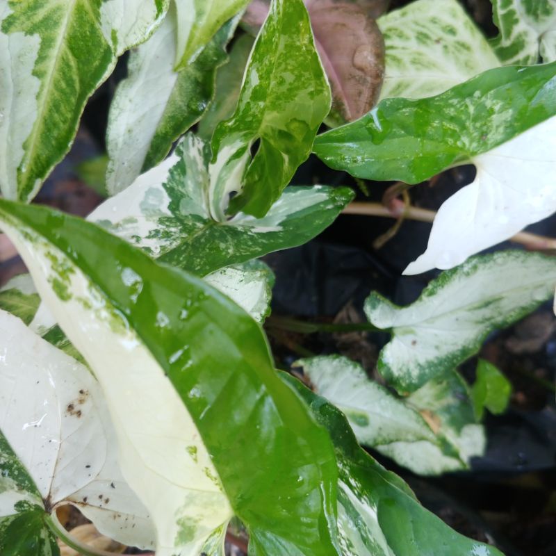 Syngonium Albo Variegata