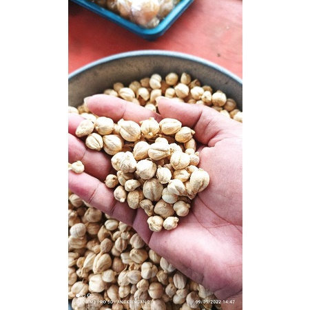 

kapulaga lokal putih expor quality