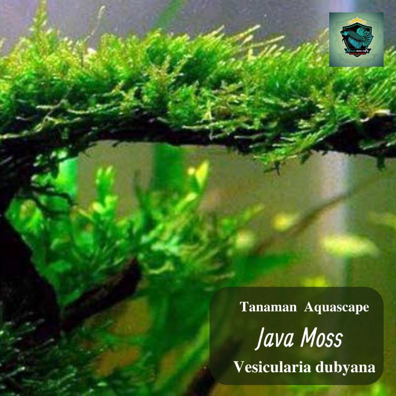 Java Moss/Tanaman Aquascape Moss/Java mos