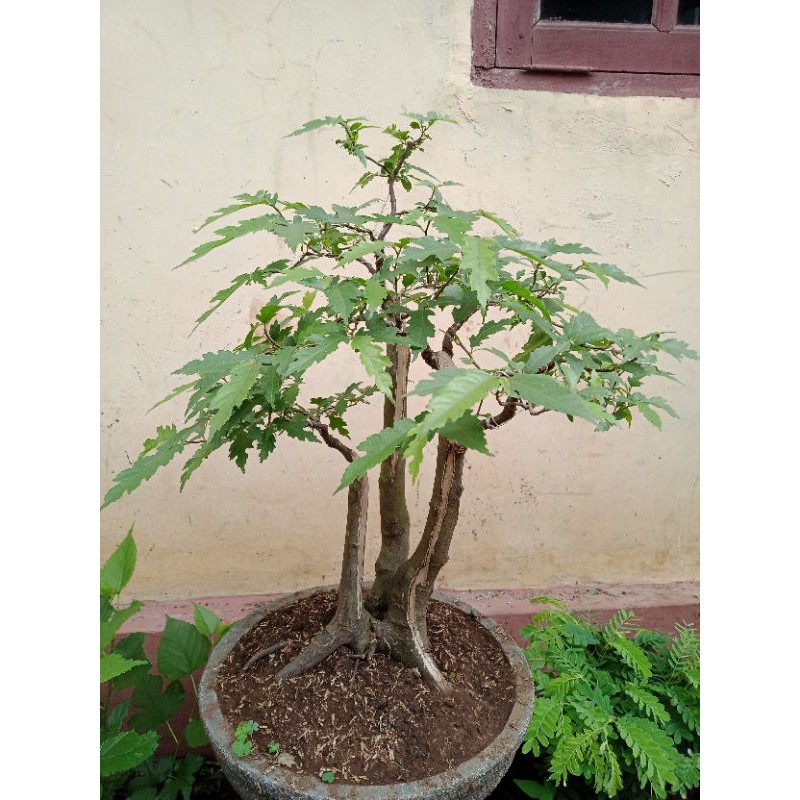 BONSAI AMPLAS HITAM