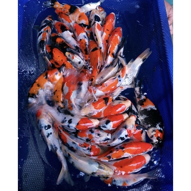 Ikan Koi Blitar 8-10 Kohaku, sanke Hi Utsuri Ashagi F1 Anakan IMPORT