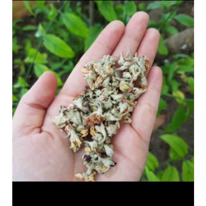 

Teh Apple Blossom 10gram | Apple Blossom | Teh bunga Apple Blossom