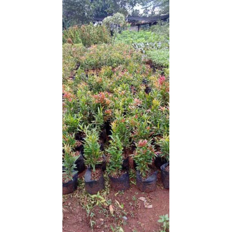 tanaman hias pucuk merah mini
