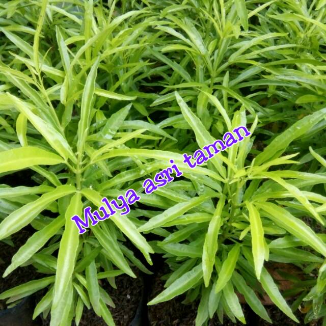 Tanaman zodia/pohon zodia/tanaman anti nyamuk zodia/pohon anti nyamuk zodia